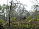 2010-02-16_08-14-53-Boeng-Mealea--Kaoh-Ker.JPG